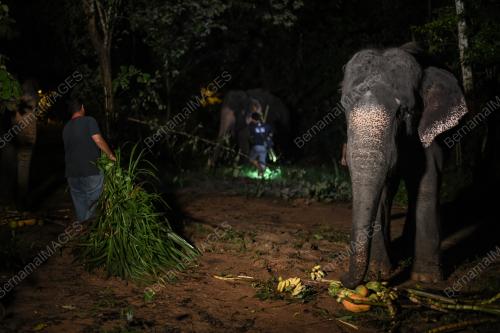 TABAL06_16102018_GAJAH