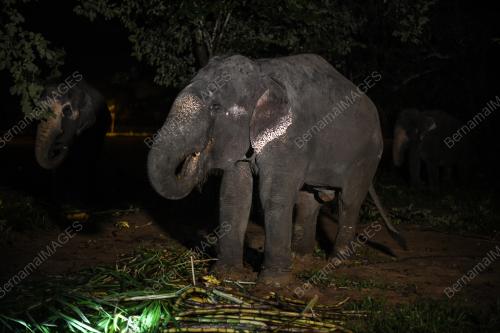 TABAL07_16102018_GAJAH