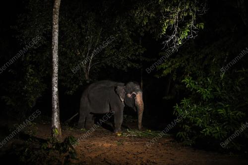 TABAL08_16102018_GAJAH