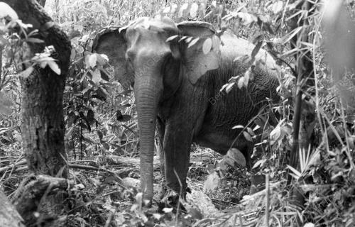 GAJAH LIAR