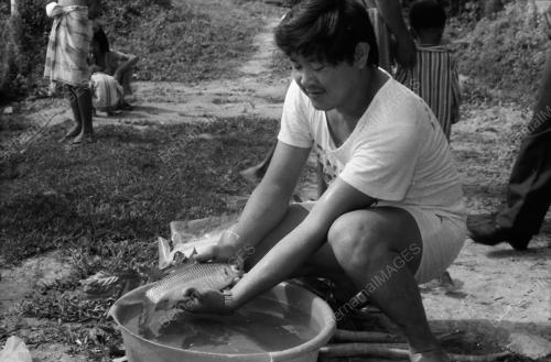 IKAN JELAWAT