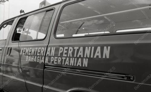 DIVIDEN TANAMAN TEMBAKAU