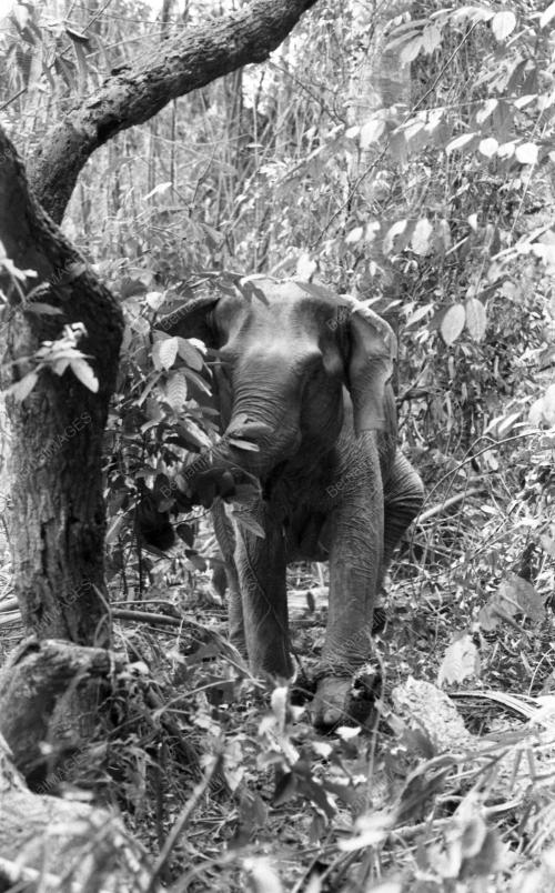 GAJAH LIAR