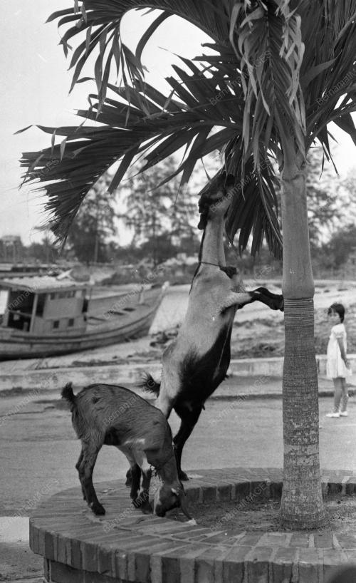 TG02_24062019_KAMBING