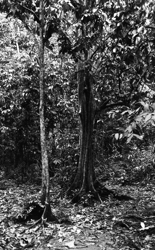 TG02_26012015_LANGSAT