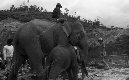 TG03_13032015_GAJAH_LIAR