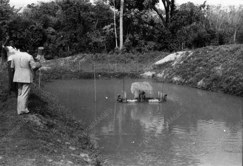 IKAN JELAWAT