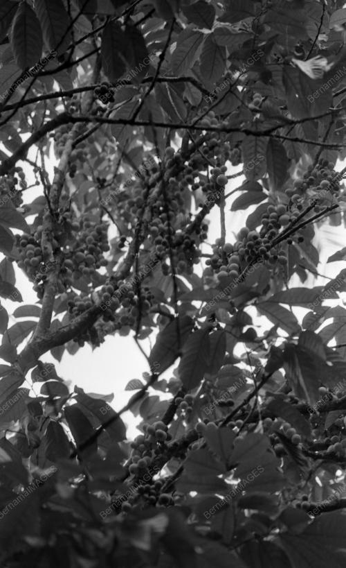 TG03_26012015_LANGSAT