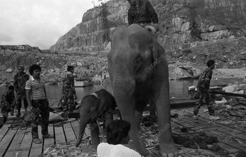 TG04_13032015_GAJAH_LIAR