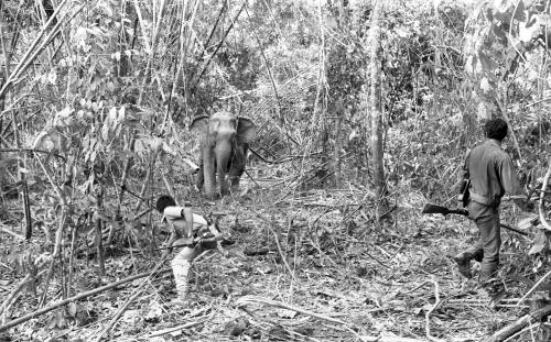 GAJAH LIAR