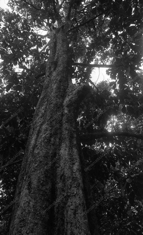 TG04_26012015_LANGSAT