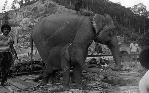 TG05_13032015_GAJAH_LIAR