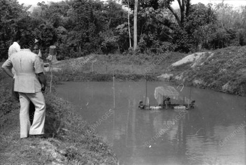 IKAN JELAWAT