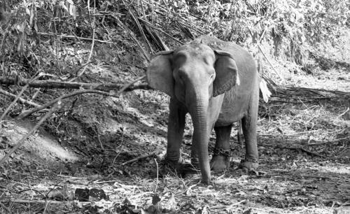 GAJAH LIAR