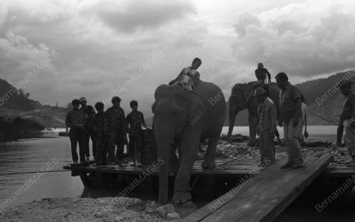 TG06_13032015_GAJAH_LIAR
