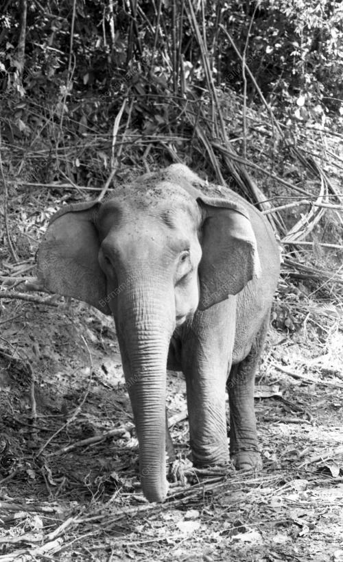 GAJAH LIAR