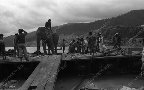TG07_13032015_GAJAH_LIAR