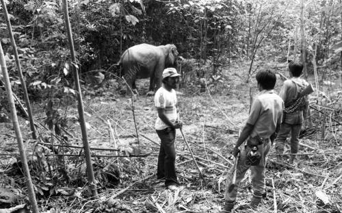 GAJAH LIAR