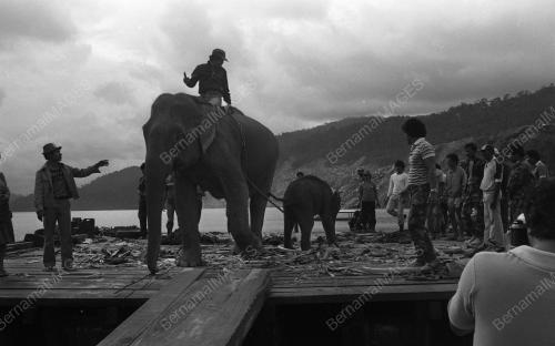 TG08_13032015_GAJAH_LIAR