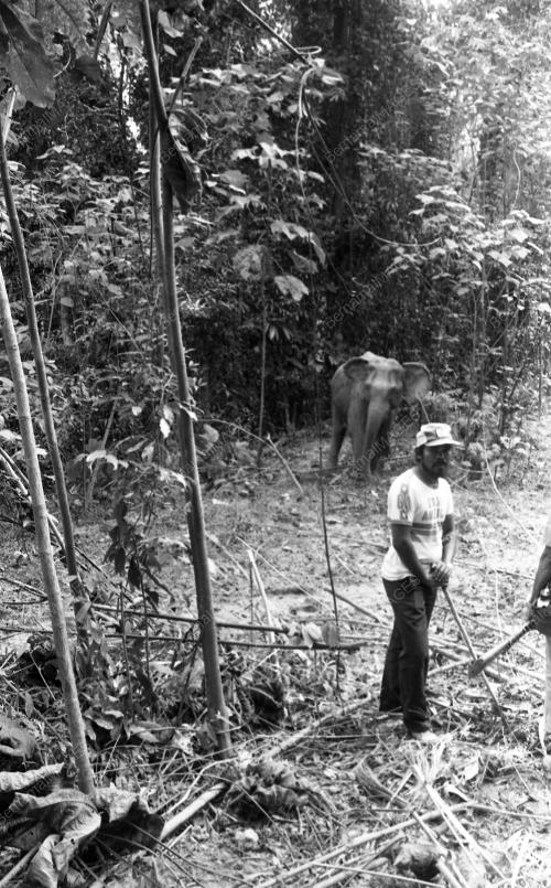GAJAH LIAR