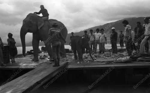 TG09_13032015_GAJAH_LIAR