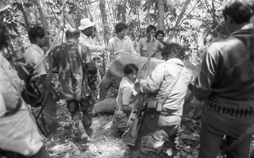 GAJAH LIAR