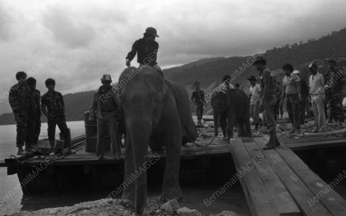 TG10_13032015_GAJAH_LIAR