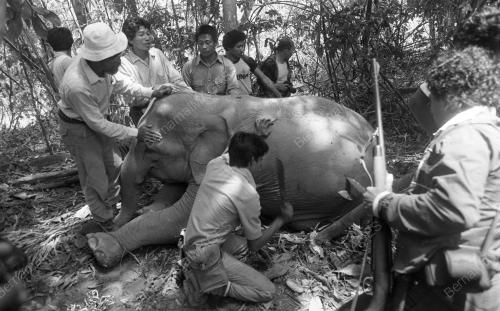 GAJAH LIAR