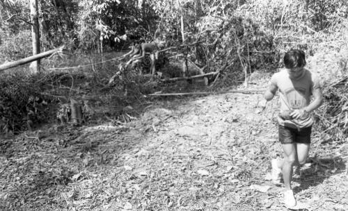 GAJAH LIAR