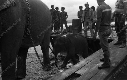 TG11_13032015_GAJAH_LIAR