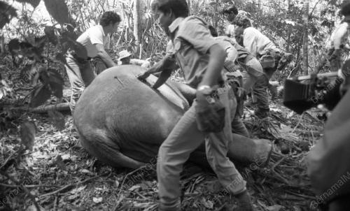 GAJAH LIAR
