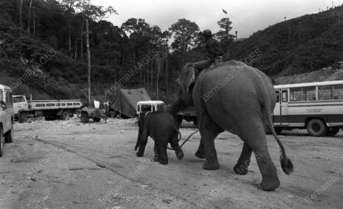 TG12_13032015_GAJAH_LIAR