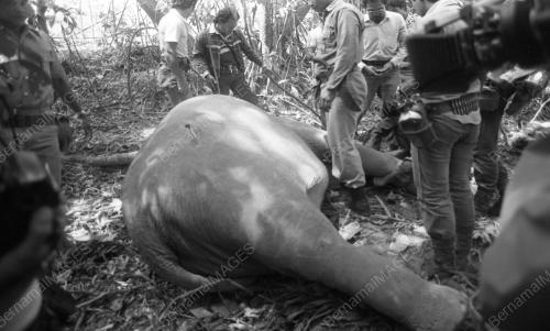 GAJAH LIAR