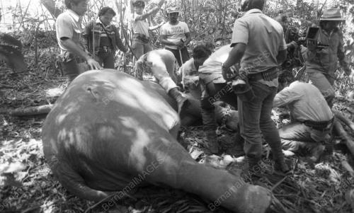 GAJAH LIAR
