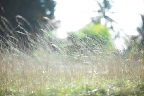 TG14_08062018_GRASS