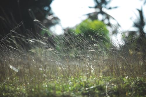 TG15_08062018_GRASS