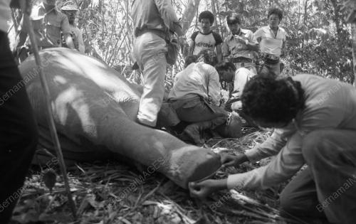TG16_13032015_GAJAH_LIAR