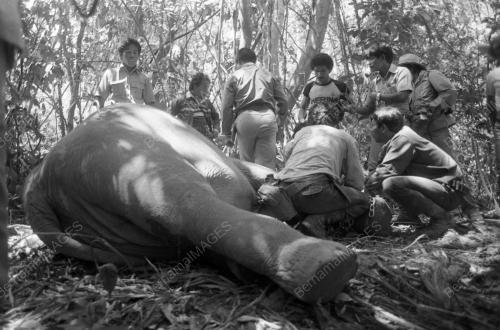TG17_13032015_GAJAH_LIAR