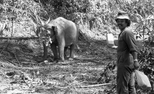 GAJAH LIAR