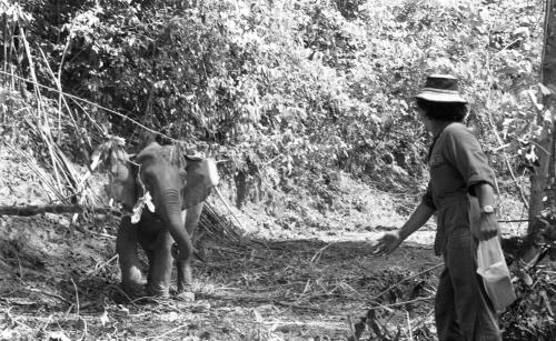 GAJAH LIAR