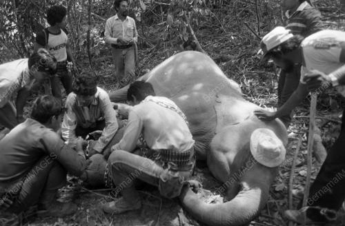 TG19_19032015_GAJAH_LIAR