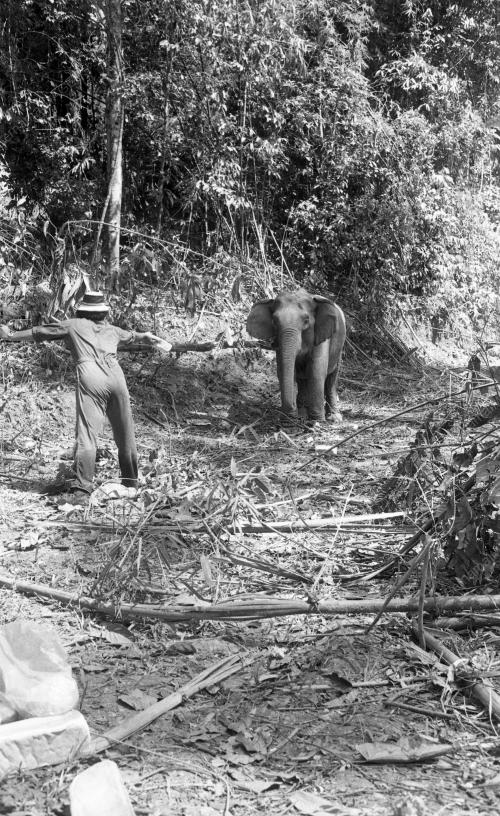 GAJAH LIAR