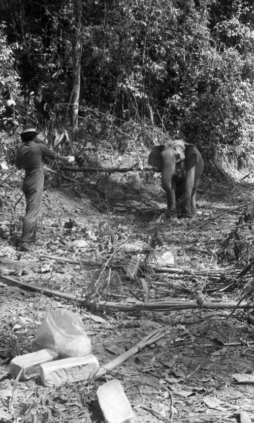 GAJAH LIAR
