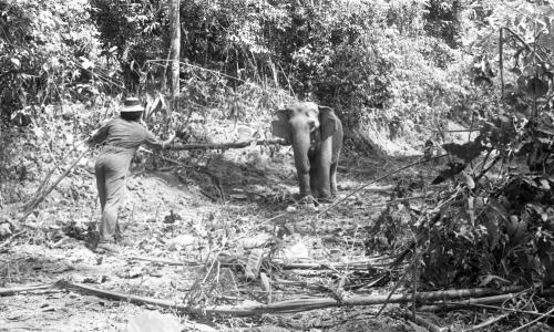 GAJAH LIAR