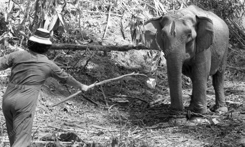 GAJAH LIAR