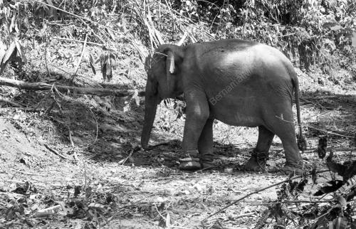 GAJAH LIAR