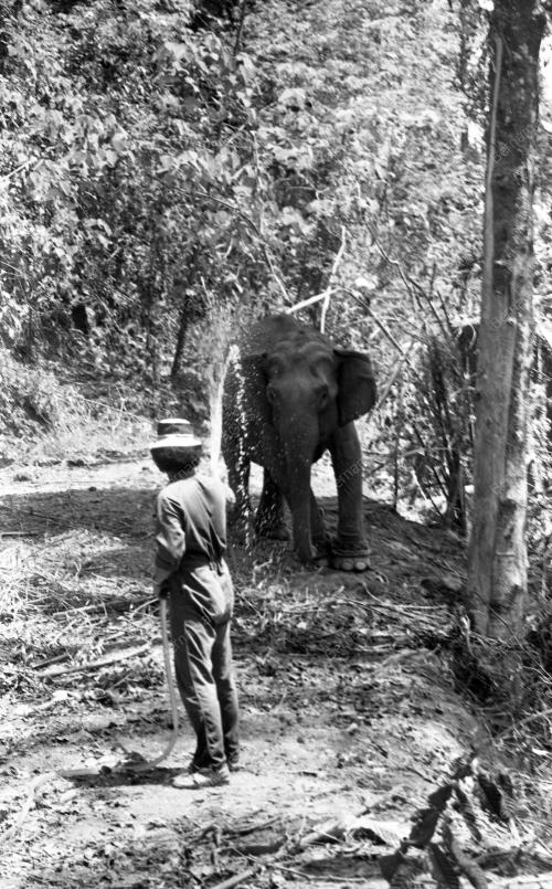 GAJAH LIAR