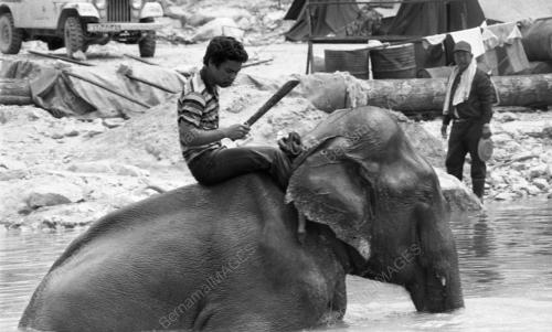 TG25_19032015_GAJAH_LIAR