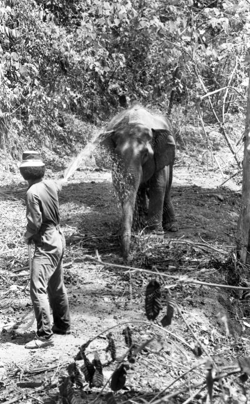 GAJAH LIAR