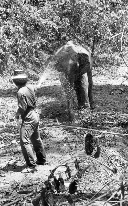 GAJAH LIAR